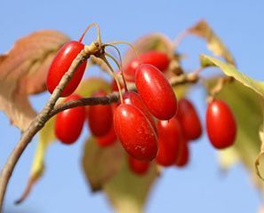 Домашнее вино из кизила – рецепт и технология приготовления